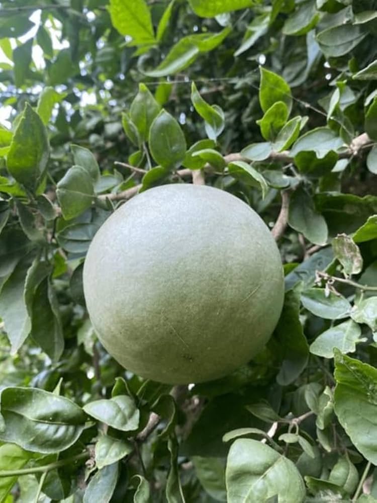 Hybrid Belgiri Plant